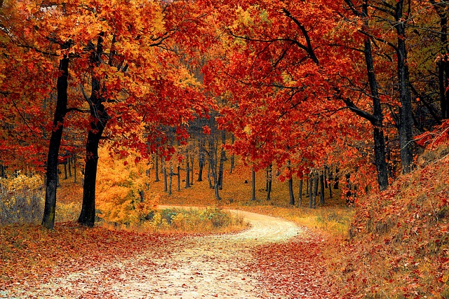 Forest path representing life journey